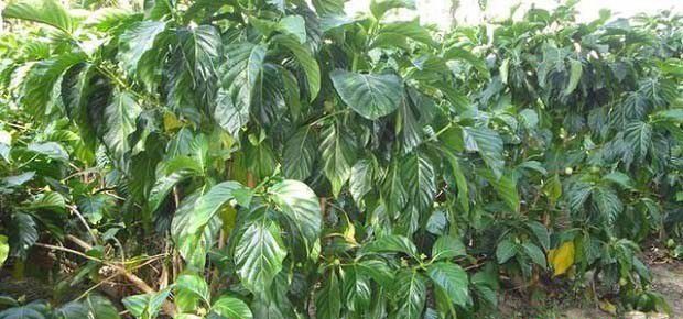 诺丽适宜在哪里种植？