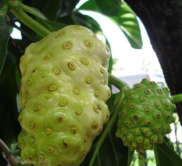 诺丽果含有哪些营养成分？