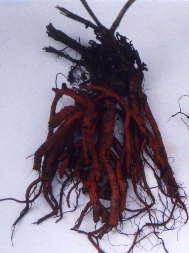 丹参根腐病如何防治？