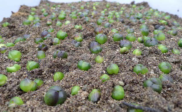 如何用沙培育百合苗？