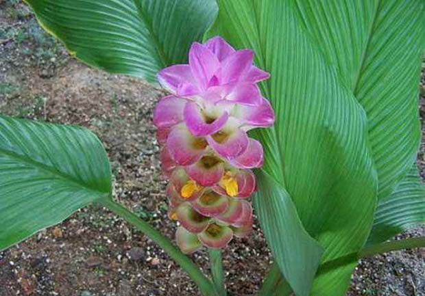 黄丝郁金1号品种好不好?