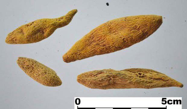 黄丝郁金1号品种好不好?