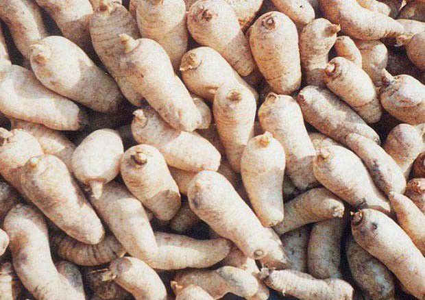 川天麻金乌1号品种好不好?