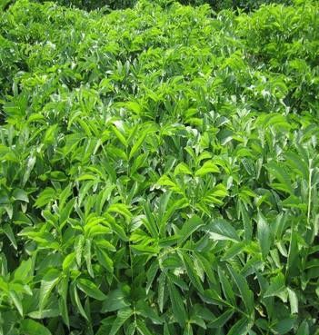 川芷2号品种好不好？