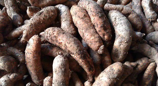 川天麻金红1号品种好不好？