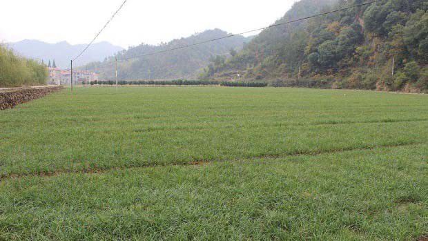 川麦冬2号品种好不好?