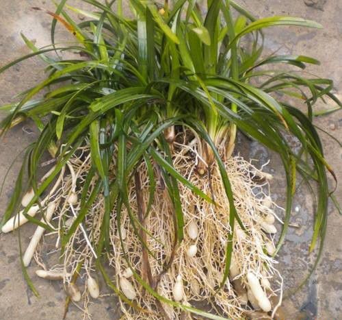 川麦冬2号品种好不好?