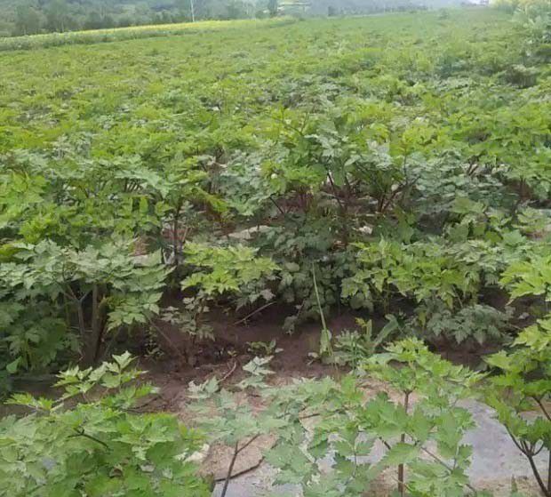 窑归1号品种好不好?