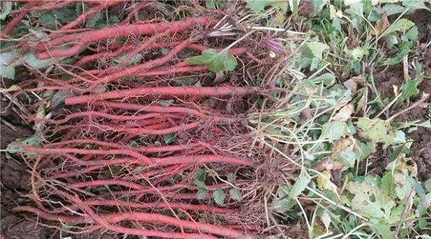 鲁原丹参1号品种好不好?