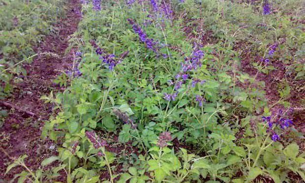 鲁原丹参1号品种好不好?