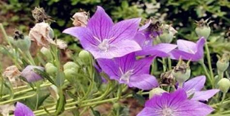 鲁原桔梗1号品种好不好?