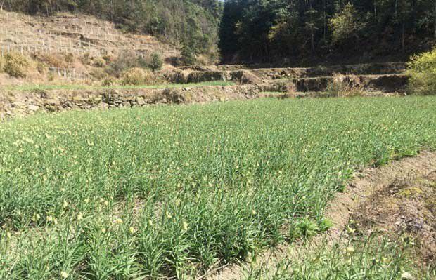 浙贝2号品种好不好?