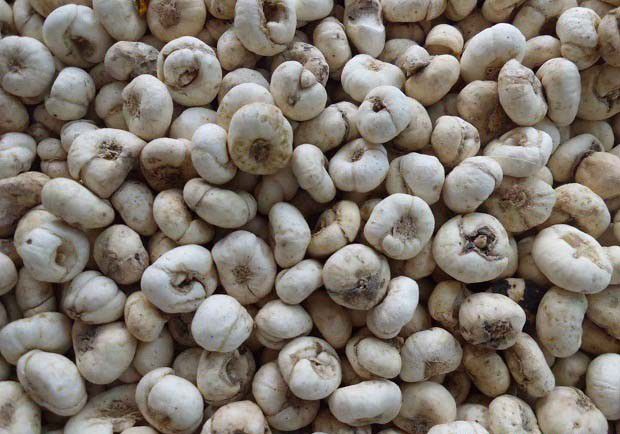 浙贝2号品种好不好?