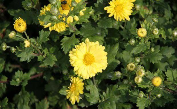 金菊3号品种好不好？