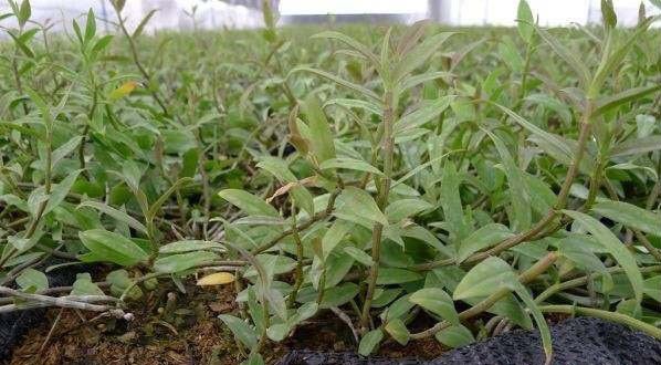 中科从都2号铁皮石斛品种好不好?