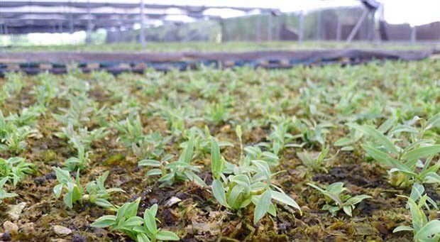 中科从都2号铁皮石斛品种好不好?