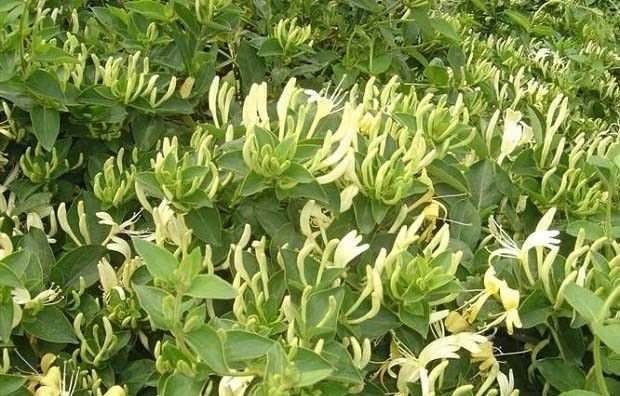 桂丰一号金银花品种好不好？