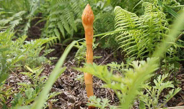 川天麻金绿1号品种好不好?