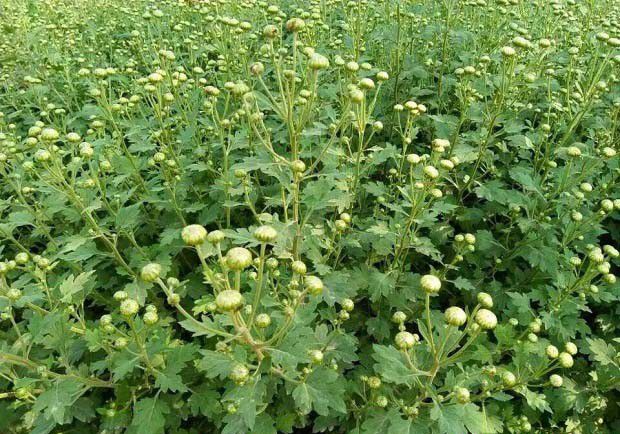 江甜2号品种好不好?