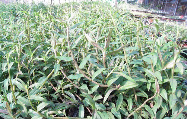 中科3号铁皮石斛品种好不好？