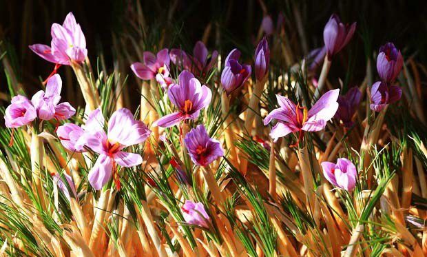 番红1号品种好不好？