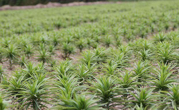 种植食用百合如何管理？