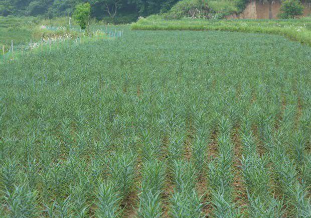 种植食用百合如何管理？