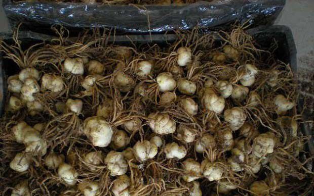 百合种植前要做什么准备工作？