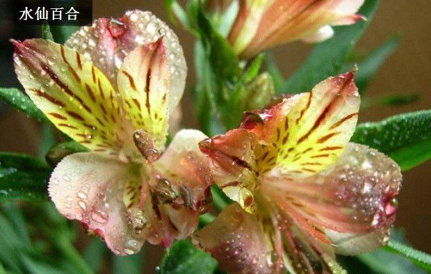 不同颜色的百合代表什么意思？