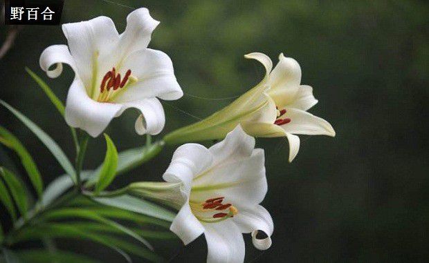 不同颜色的百合代表什么意思？