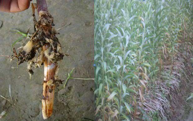 种百合如何防治百合根腐病?