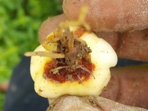 种百合如何防治百合根腐病?