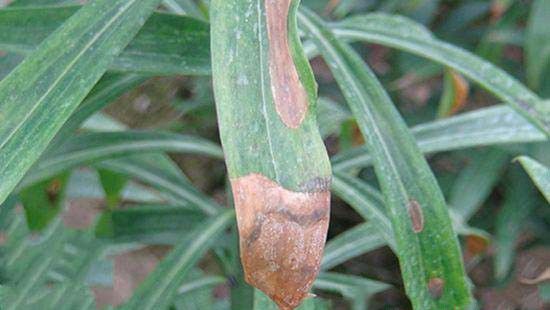 种百合如何防治百合叶枯病?