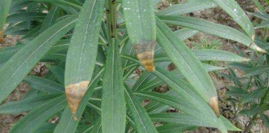 种百合如何防治百合叶枯病?