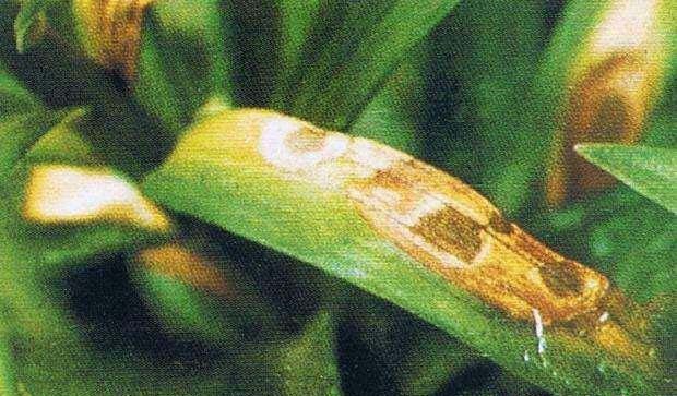 种百合如何防治百合叶枯病?