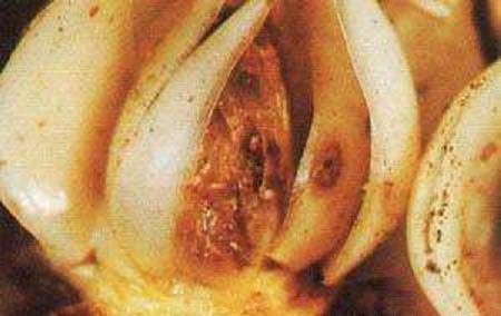 种百合如何防治百合球茎溃疡病？