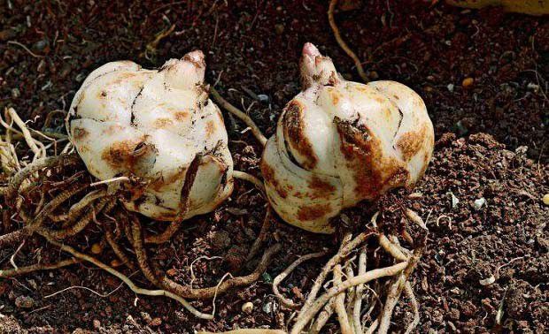 种百合如何防治百合鳞茎根霉软腐病？