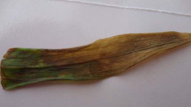 种百合如何防治百合疫病?