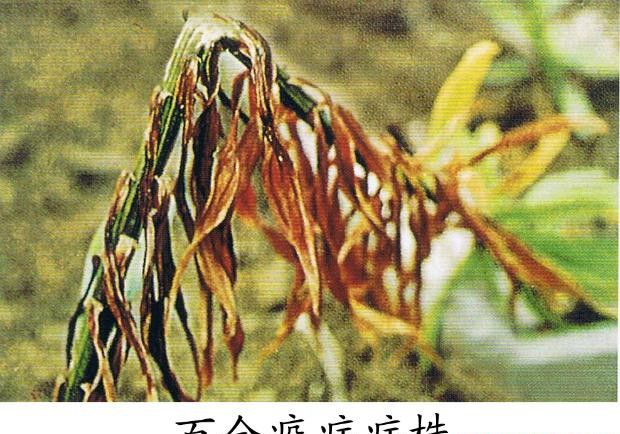 种百合如何防治百合疫病?