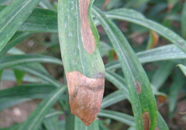 种百合如何防治百合疫病?