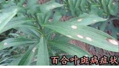 种百合如何防治百合叶斑病?