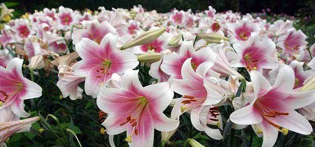 送百合花的寓意是什么?