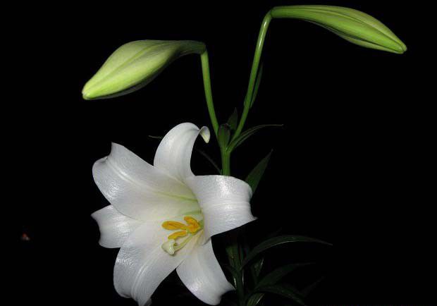 送百合花的寓意是什么?