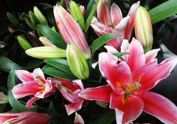 送百合花的寓意是什么?