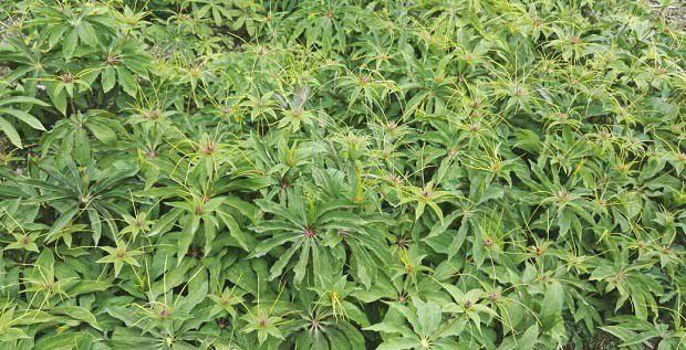 种植重楼什么时候可以采收？