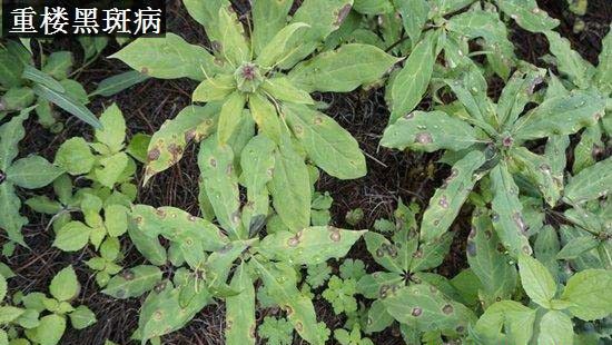 种植重楼如何防治病虫害?