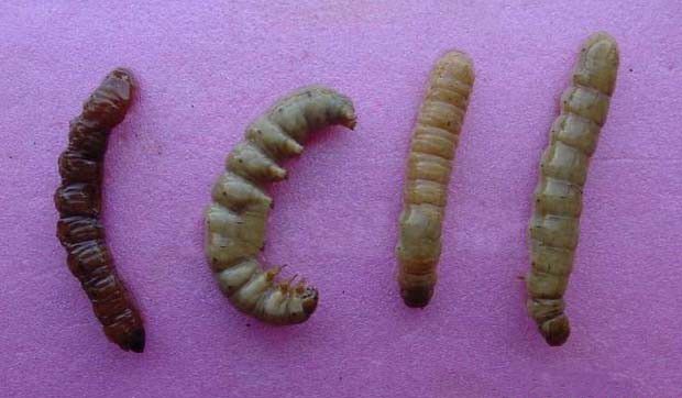 种植重楼如何防治病虫害?