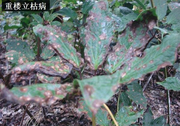 种植重楼如何防治病虫害?