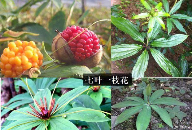 种植重楼哪个品种好?