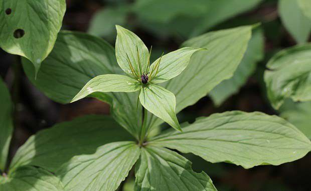 种植重楼哪个品种好?